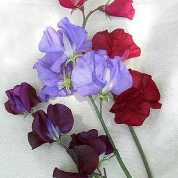 Sweet Pea Velvet Elegance - Renee's Garden - Image 3