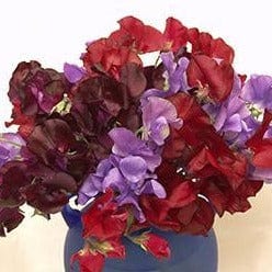 Sweet Pea Velvet Elegance - Renee's Garden - Image 4