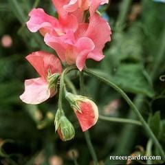 Sweet Pea Watermelon - Renee's Garden - Image 3