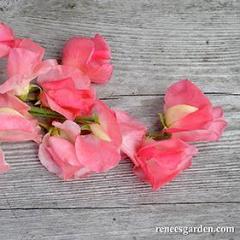 Sweet Pea Watermelon - Renee's Garden - Image 4