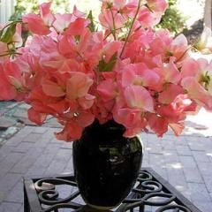 Sweet Pea Watermelon - Renee's Garden - Image 5