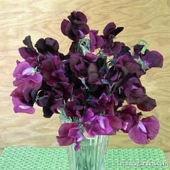 Sweet Pea Zinfandel - Renee's Garden - Image 3