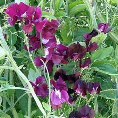 Sweet Pea Zinfandel - Renee's Garden - Image 4
