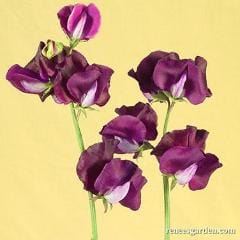 Sweet Pea Zinfandel - Renee's Garden - Image 5