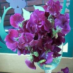 Sweet Pea Zinfandel - Renee's Garden - Image 6