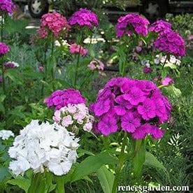 Sweet William Lace Mantle - Renee's Garden - Image 3