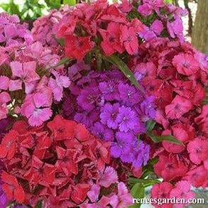 Sweet William Lace Mantle - Renee's Garden - Image 4