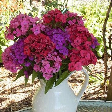 Sweet William Lace Mantle - Renee's Garden - Image 5