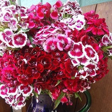 Sweet William Lace Mantle - Renee's Garden - Image 6