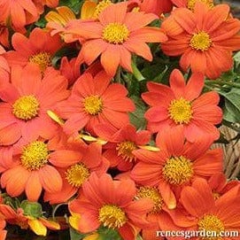 Tithonia Heirloom Torch - Renee's Garden - Image 3