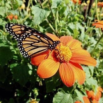 Tithonia Heirloom Torch - Renee's Garden - Image 4