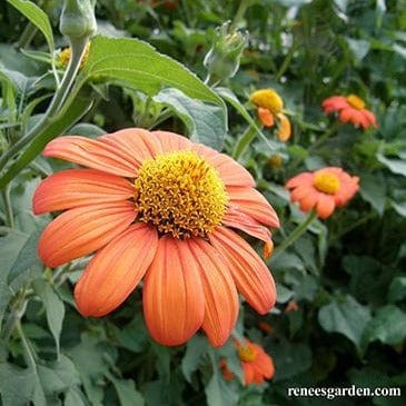 Tithonia Heirloom Torch - Renee's Garden - Image 5