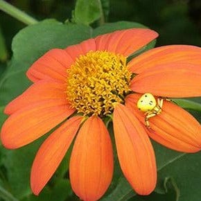 Tithonia Heirloom Torch - Renee's Garden - Image 6