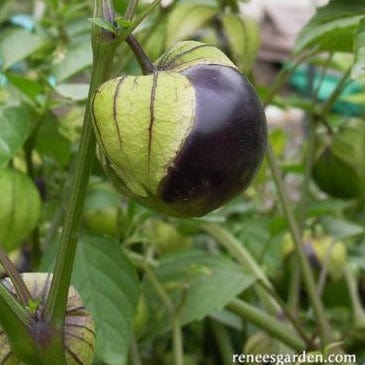 Tomatillos Two Color Fiesta - Renee's Garden - Image 2