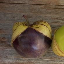 Tomatillos Two Color Fiesta - Renee's Garden - Image 3
