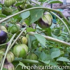 Tomatillos Two Color Fiesta - Renee's Garden - Image 4