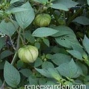 Tomatillos Two Color Fiesta - Renee's Garden - Image 5