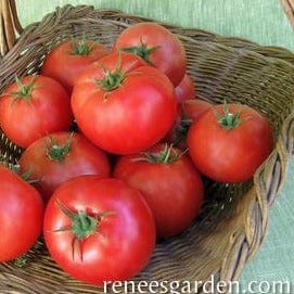 Tomato Big Beef - Renee's Garden - Image 2