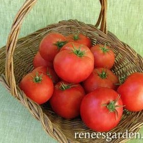 Tomato Big Beef - Renee's Garden - Image 4
