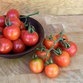 Organic Tomato Chadwick's Cherries - Renee's Garden - Image 2
