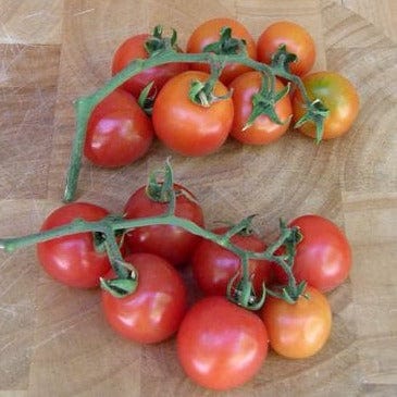 Organic Tomato Chadwick's Cherries - Renee's Garden - Image 3
