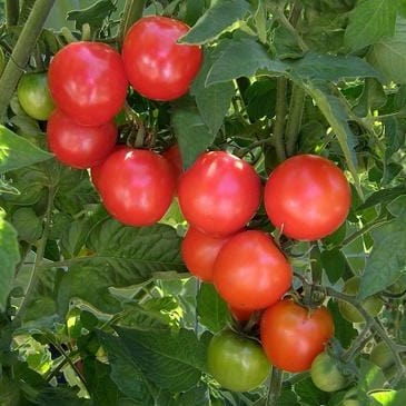 Organic Tomato Chadwick's Cherries - Renee's Garden - Image 4