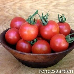 Organic Tomato Chadwick's Cherries - Renee's Garden - Image 5