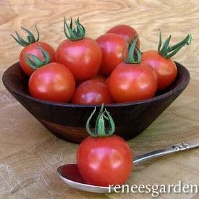 Organic Tomato Chadwick's Cherries - Renee's Garden - Image 6