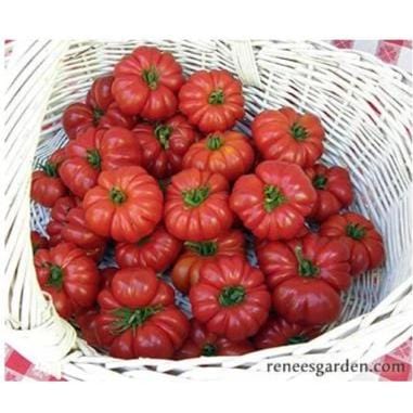 Organic Tomato Costoluto Genovese - Renee's Garden - Image 2