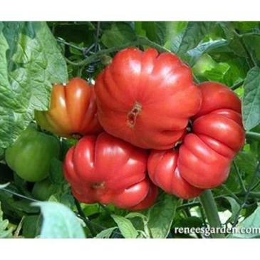 Organic Tomato Costoluto Genovese - Renee's Garden - Image 3