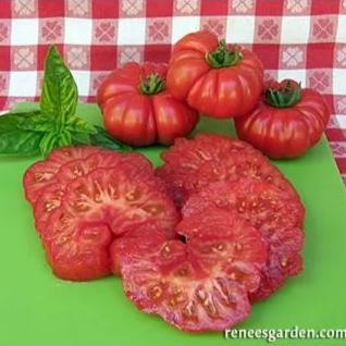 Organic Tomato Costoluto Genovese - Renee's Garden - Image 4