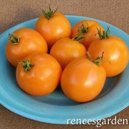 Tomato Mandarin Cross - Renee's Garden - Image 3