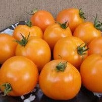 Tomato Mandarin Cross - Renee's Garden - Image 4