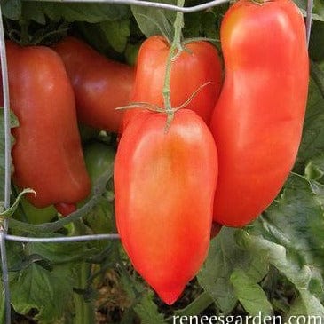Tomato Pompeii - Renee's Garden - Image 2