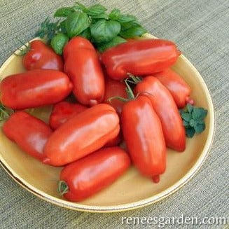 Tomato Pompeii - Renee's Garden - Image 3