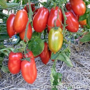 Organic Tomato Italian San Marzano - Renee's Garden - Image 4