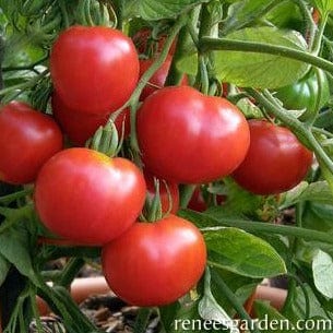Organic Tomato Heirloom Stupice - Renee's Garden - Image 2