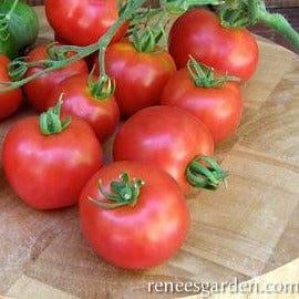 Organic Tomato Heirloom Stupice - Renee's Garden - Image 3