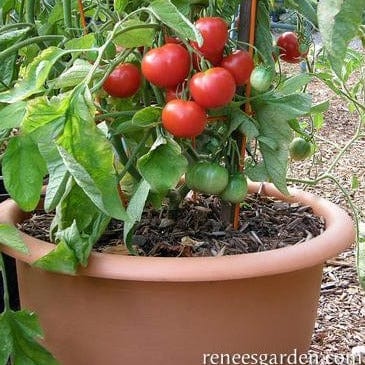 Organic Tomato Heirloom Stupice - Renee's Garden - Image 4