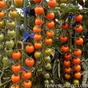 Tomato Sungold - Renee's Garden - Image 2