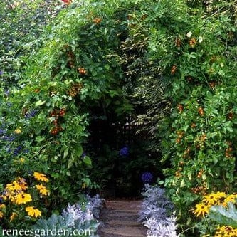 Tomato Sungold - Renee's Garden - Image 3