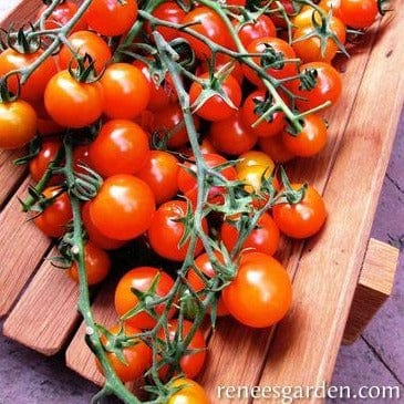 Tomato Sungold - Renee's Garden - Image 4
