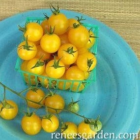 Tomato Sweet Gold - Renee's Garden - Image 2