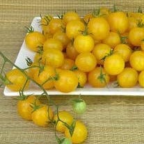 Tomato Sweet Gold - Renee's Garden - Image 3