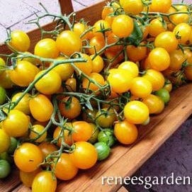 Tomato Sweet Gold - Renee's Garden - Image 4