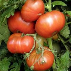 Organic Tomato Tasmanian Chocolate - Renee's Garden - Image 2