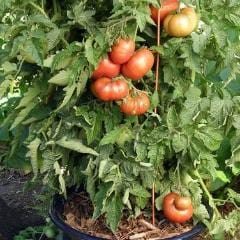 Organic Tomato Tasmanian Chocolate - Renee's Garden - Image 4
