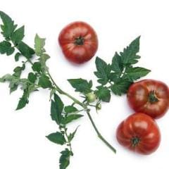 Organic Tomato Tasmanian Chocolate - Renee's Garden - Image 6