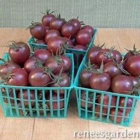 Organic Tomato Black Cherry - Renee's Garden - Image 4