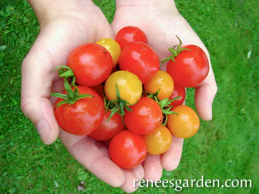 Tomatoes Garden Candy - Renee's Garden - Image 3